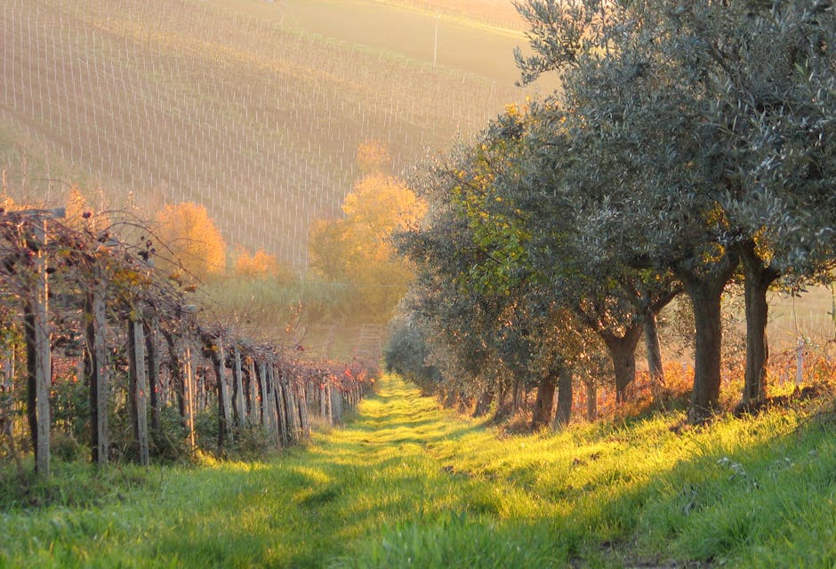 Olive grove near San Gimignano sunrise