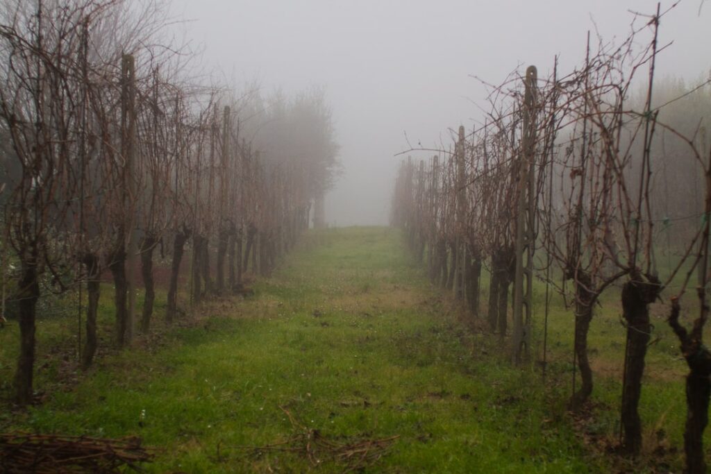 Vineyard rows Vernaccia morning mist