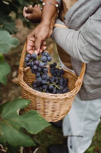 Handen die trossen in een mand plukken tijdens de oogst in San Gimignano