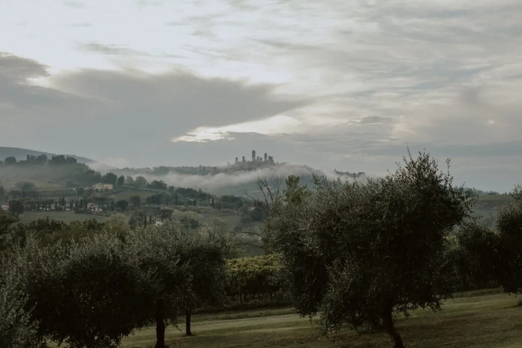 Silhouette brumeuse de San Gimignano au loin, oliviers au premier plan