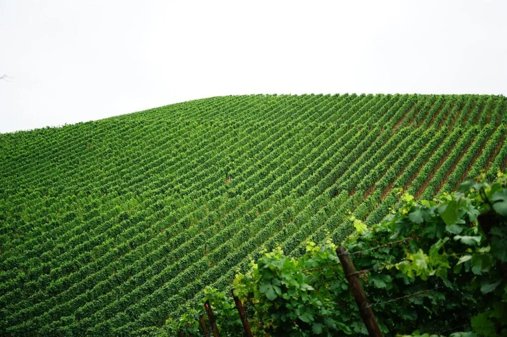 Collines de vignes taillées en rangées régulières près de San Gimignano