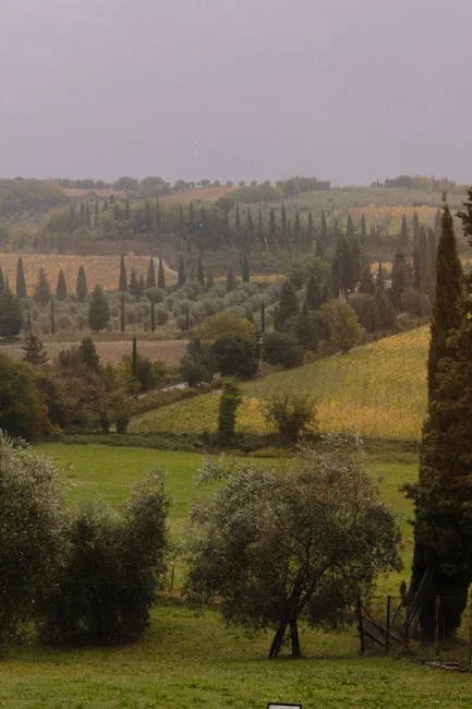 Paysage toscan avec cyprès et oliveraies autour de San Gimignano
