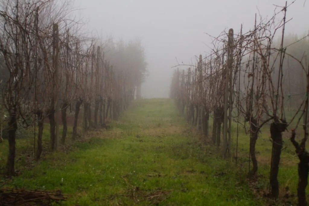 Allée de vignes dénudées dans la brume, près de San Gimignano