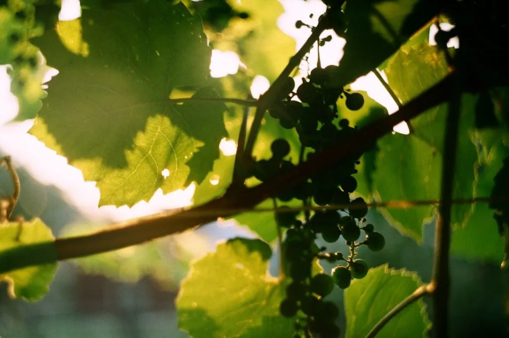 Jeunes raisins et feuilles de vigne dans un vignoble de San Gimignano