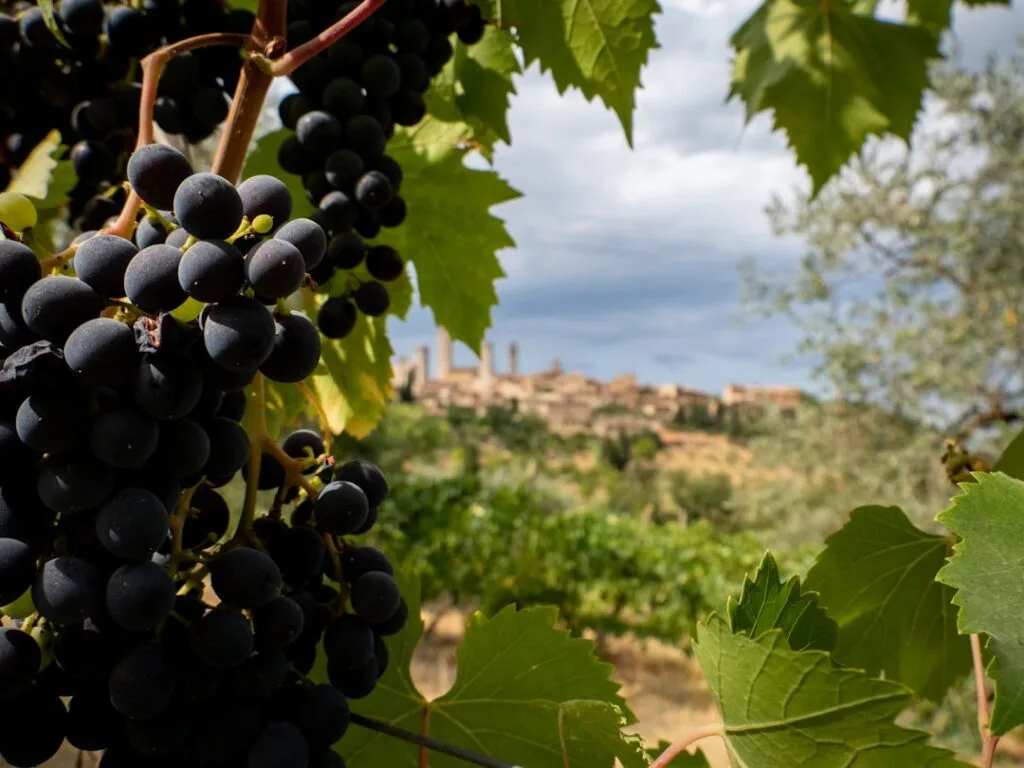 Grappes de raisin au premier plan, San Gimignano en arrière-plan flou